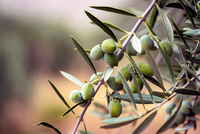Fresh olive branch with olives